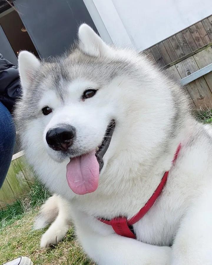 二哈减肥,为什么二哈会变瘦