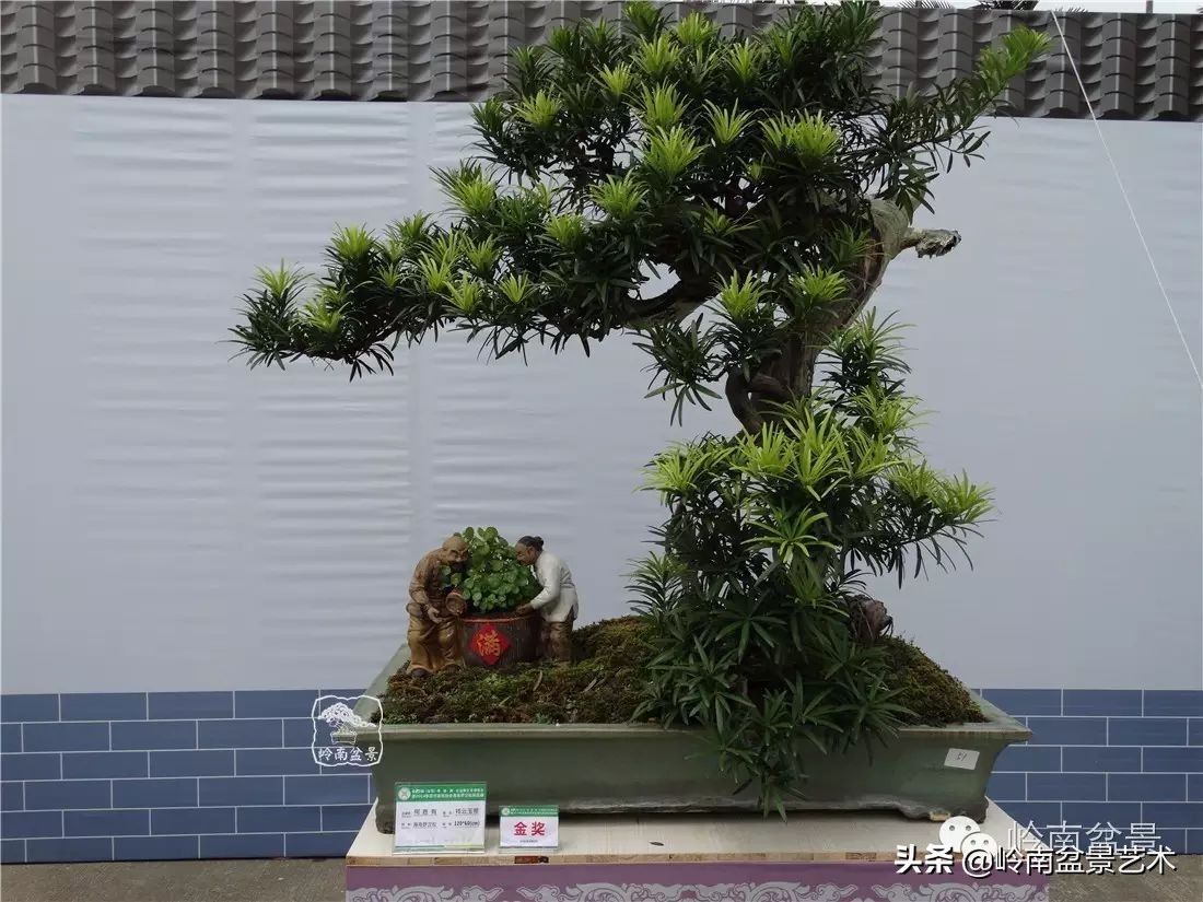 罗汉松盆景开运招财，非其莫属！清风雅韵，当之无愧！