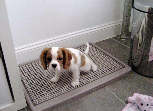 狗狗总是乱尿?教你排查原因+解决乱尿问题