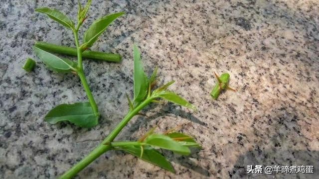 游玩北京香山公园之行,7月的北京香山公园图片