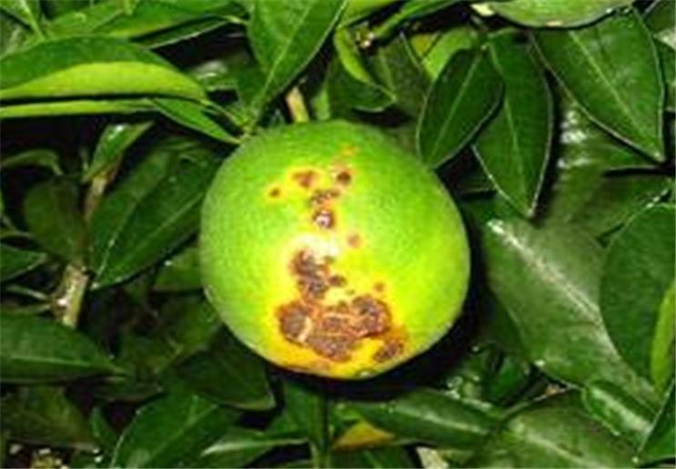 橙子的贮藏方法和管理方式,橙子如何防果蝇