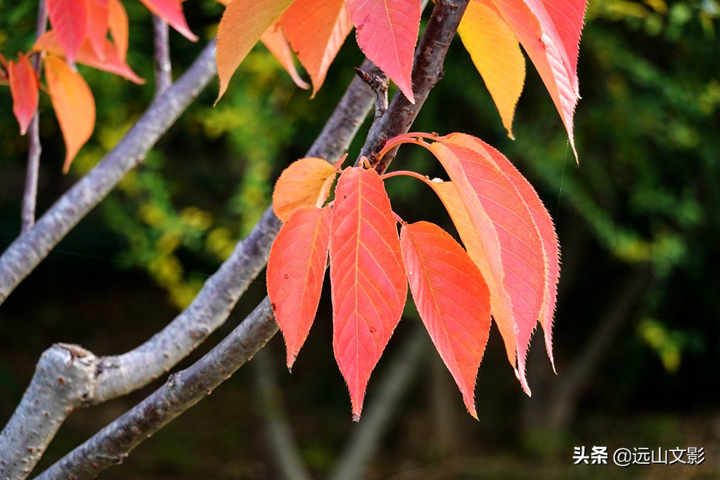 索尼黑卡二怎么拍,索尼黑卡2大光圈拍视频