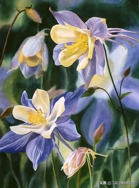 100种花卉绘画,100多张花卉线描手稿素材赶快收藏