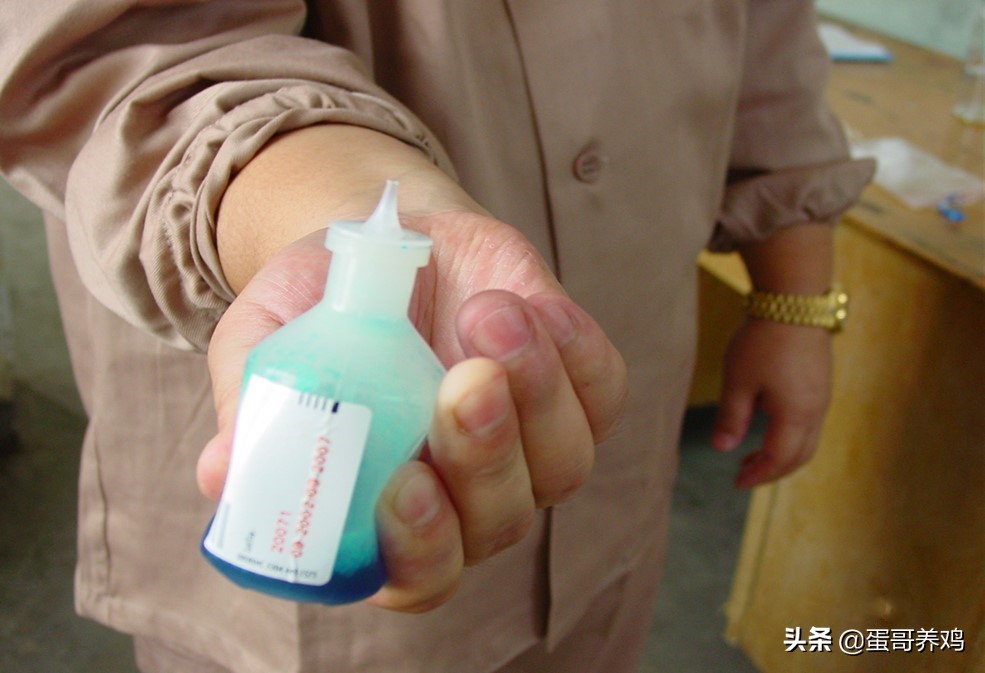 养鸡防疫流程,养鸡防疫最新方法