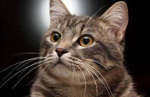 猫咪年老时常遇到的病症，爱它请给它足够的关怀