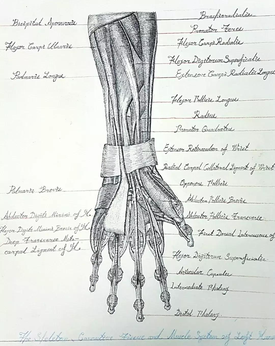 兰大医学生手绘解剖图,南方医科大学学生手绘解剖图