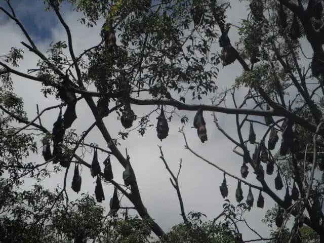 世界最大的蝙蝠是什么蝙蝠,世界上最大的一个蝙蝠的图片