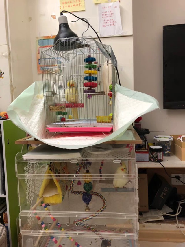 鹦鹉饲养方法和注意事项,鹦鹉饲养方法及注意事项