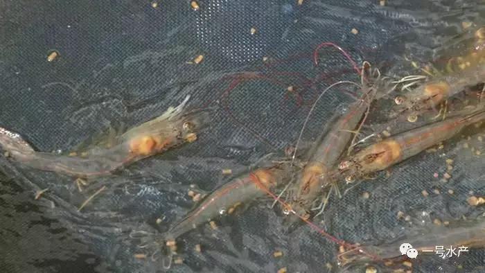养虾脱壳期技巧和注意事项,养殖虾脱壳后需补什么