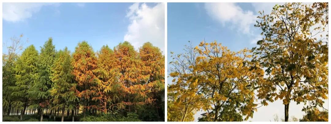 崇明岛西沙湿地公园视频,崇明西沙湿地公园芦苇荡