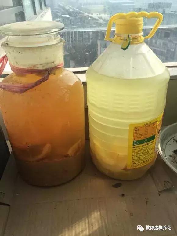 牛奶过期能浇哪些花卉植物,牛奶过期了怎么处理浇绿植