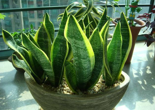 虎皮兰烂根了用什么方法处理,虎皮兰烂根后的补救方法