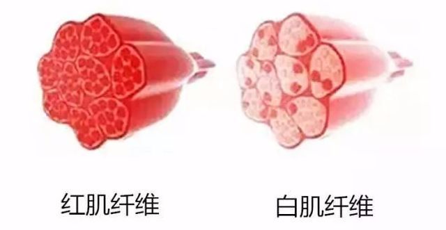 小腿和大腿都粗该怎么瘦腿,小腿太细腿弯怎么练