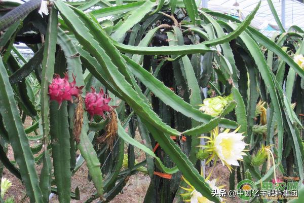 火龙果病虫害防治技术,火龙果病虫害发生症状及防治方法