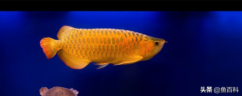 龙鱼撞缸的原因是什么，该用什么方法处理？