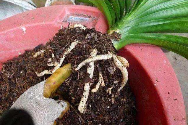 花盆土太硬可以换土吗,花盆土太硬用什么工具疏松