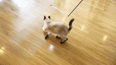 2023最受欢迎的猫咪排行,最热门的十大猫咪品种