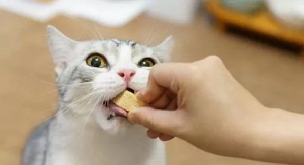 猫冻干应该买什么样的,猫咪冻干假货