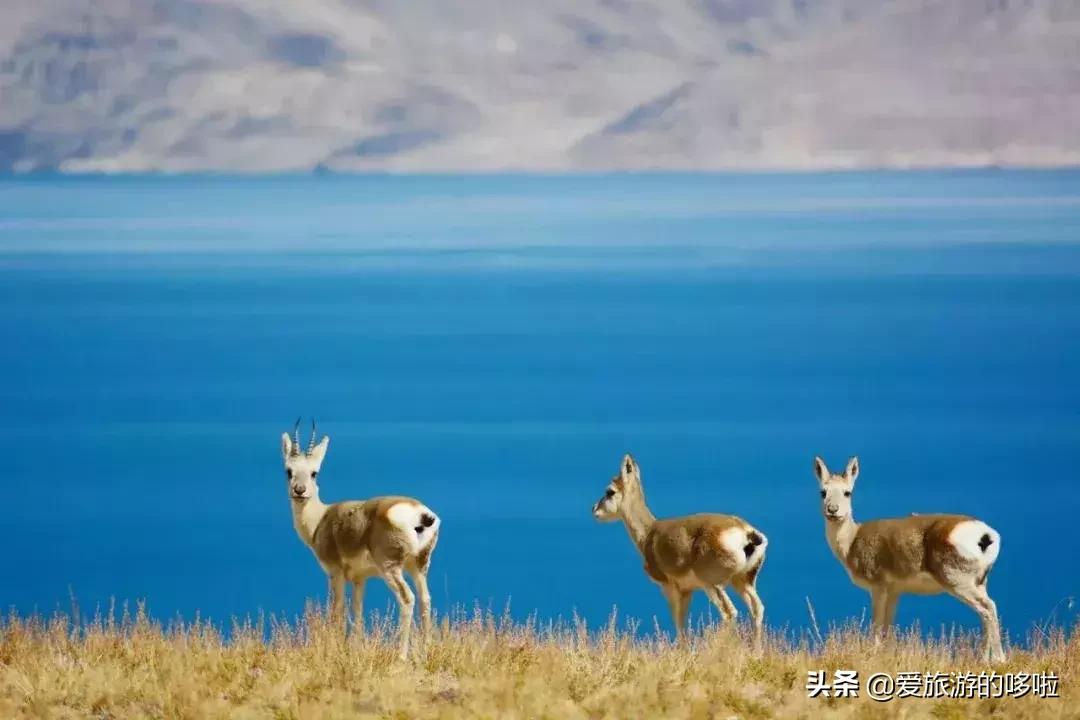 中国最美十大自驾线路,中国最美的七条自驾游路线