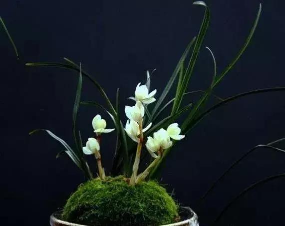 天价名贵药材,最贵的植物排行榜前十名