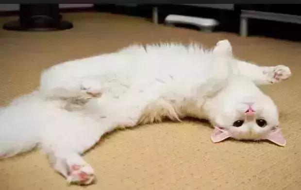 公猫可以有多个乳房吗,公猫也长乳房吗