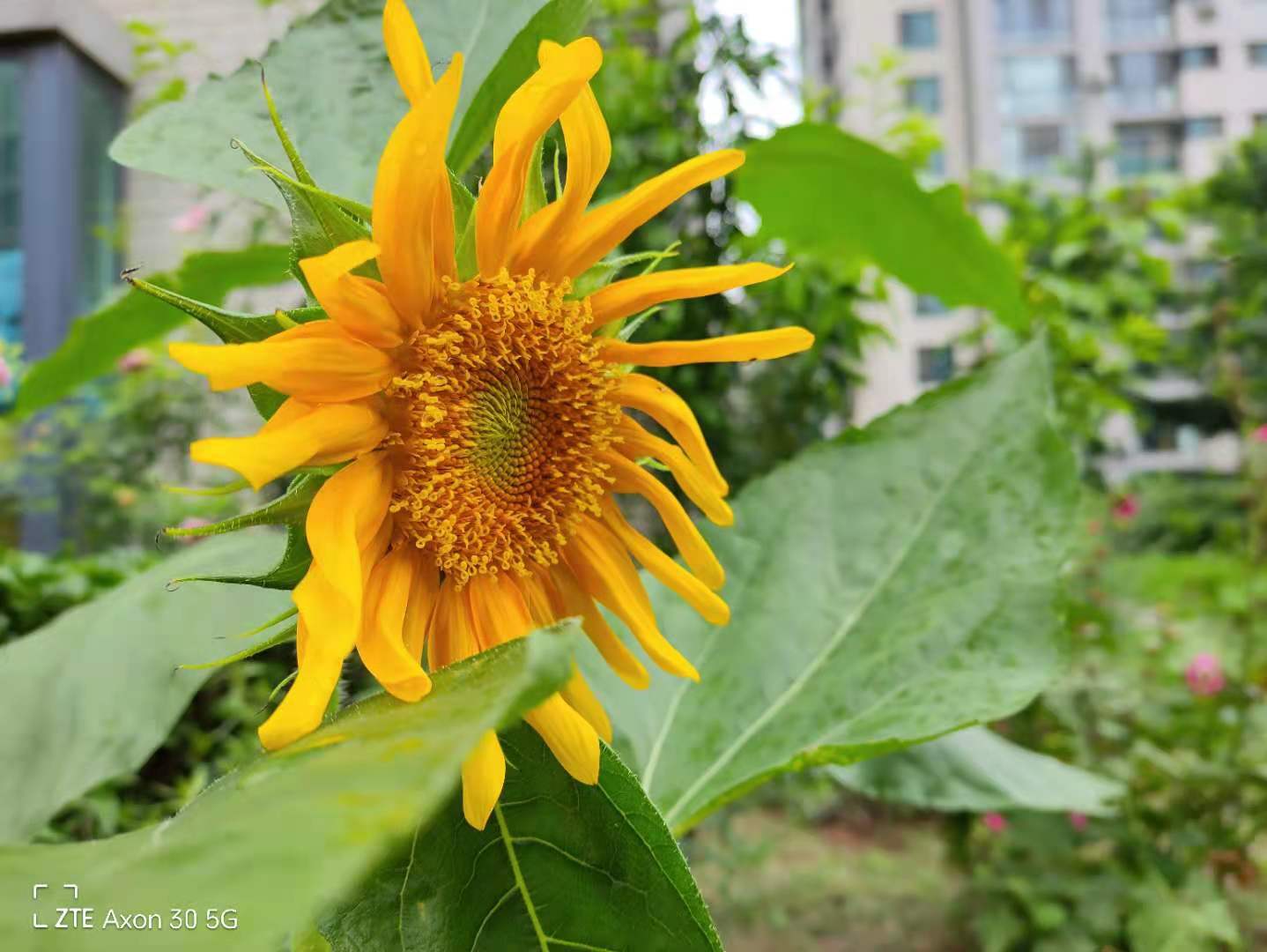 中兴axon305g评测,中兴axon305g屏下版值得买吗