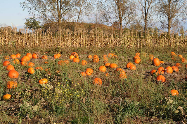 南瓜疯长不结果怎么办,南瓜生长过旺不开花结果怎么办