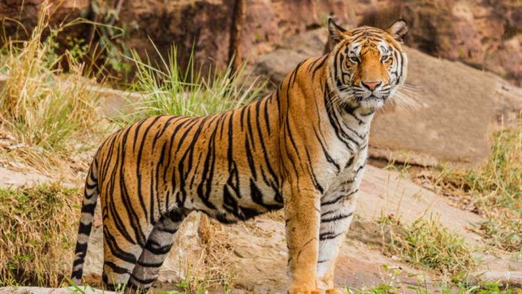 狮子和老虎打架的故事,老虎和狮子打架谁厉害