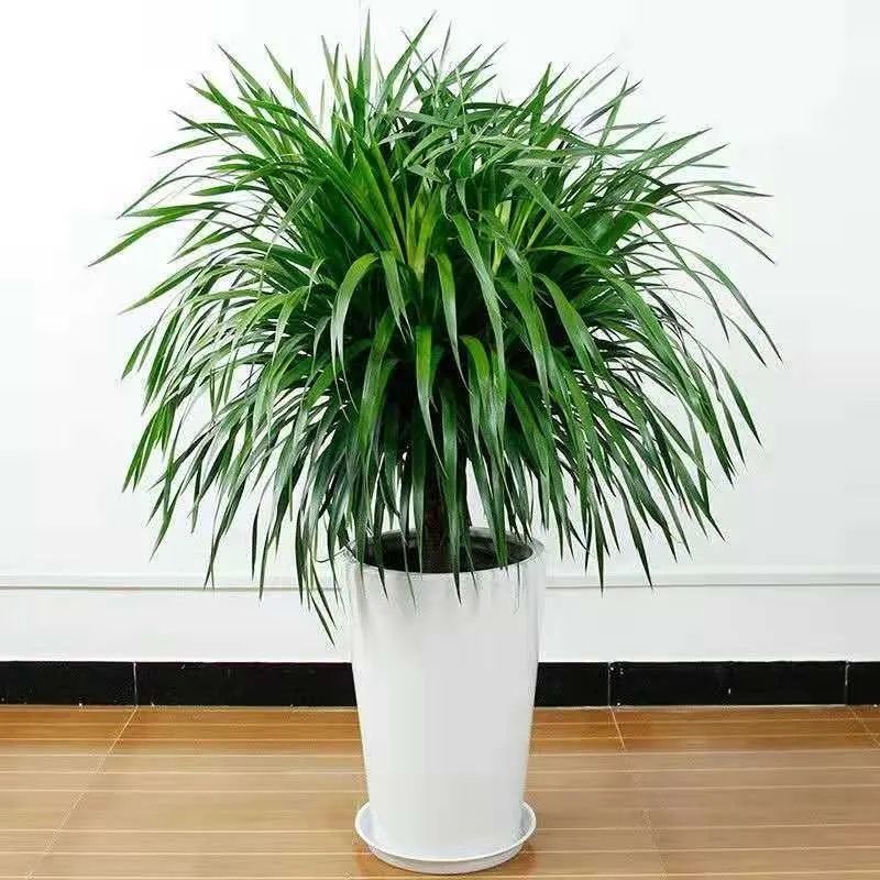 龙须树步步高升,龙须树好运