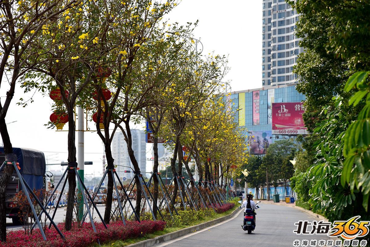「多图」春天来了!北海街头的三角梅、黄花风铃开得好艳