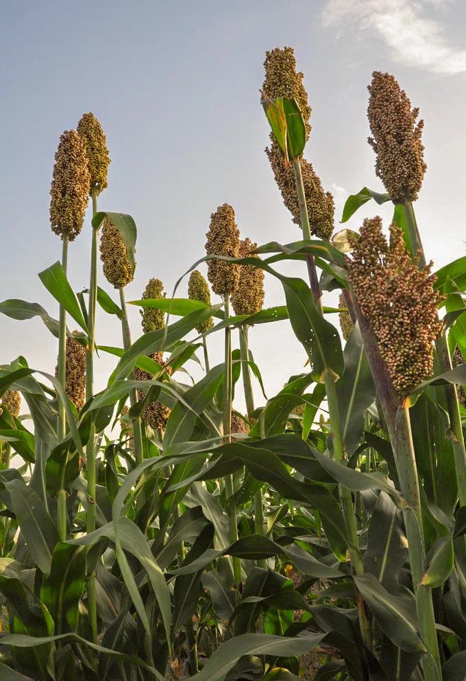 红高粱印象白啤,红高粱印象原浆