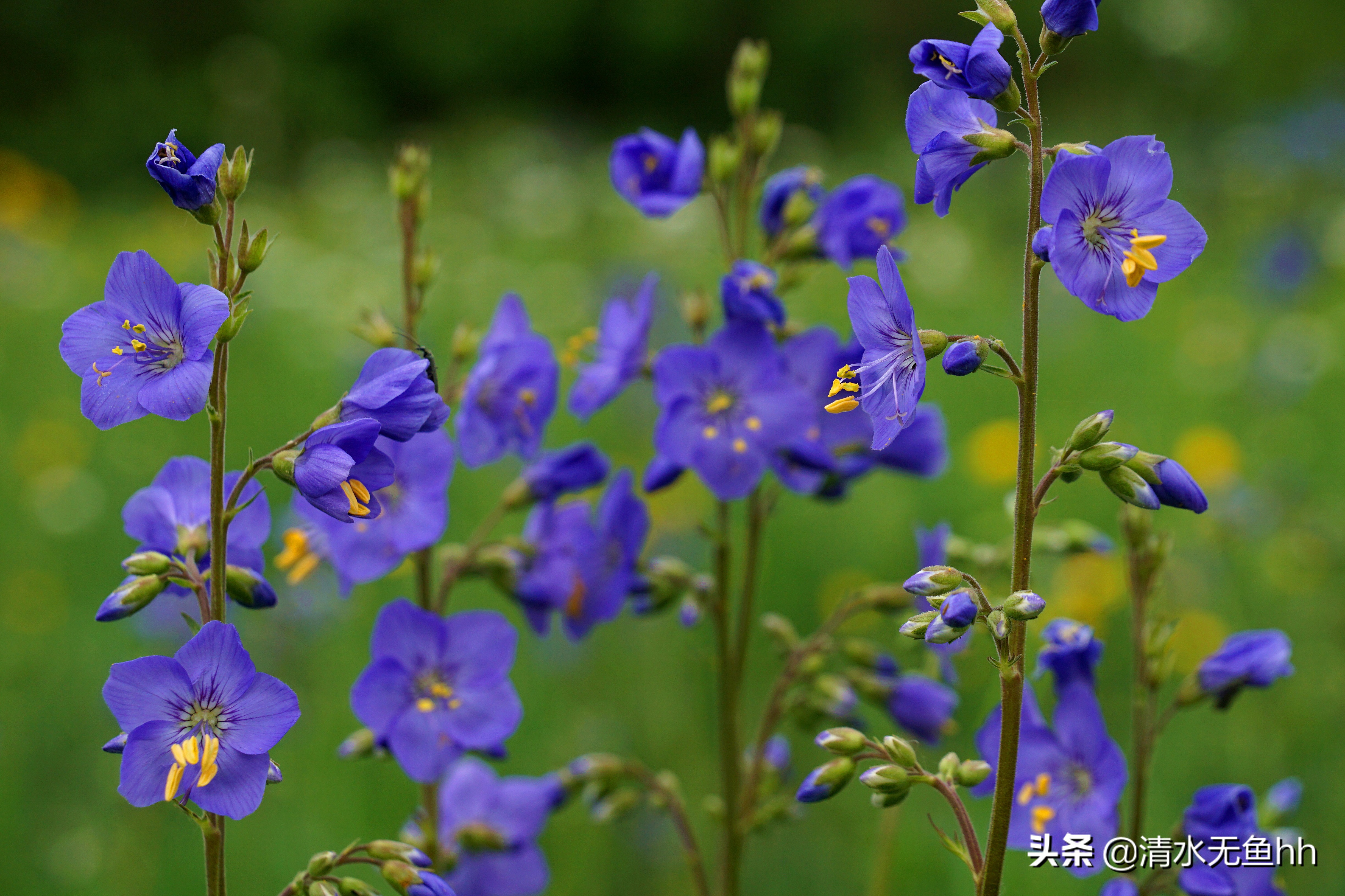 京北第一天路草原最全攻略,京北第一天路自驾攻略
