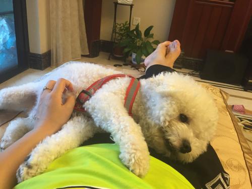 盘点比熊的各种睡姿,比熊小狗睡姿含义