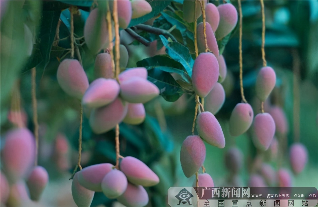 中欧地理标志协定生效广西12个产品纳入互认清单