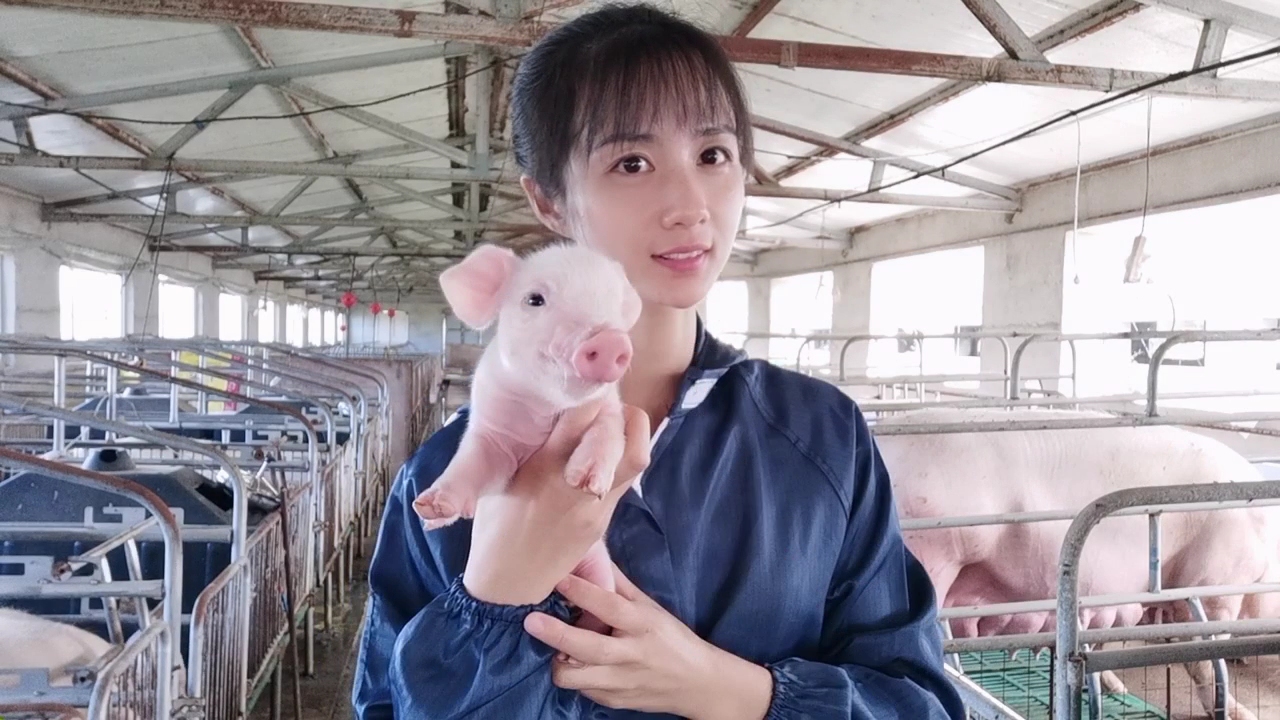 猪场管理实用技巧如何预防猪病,养猪疾病预防书籍