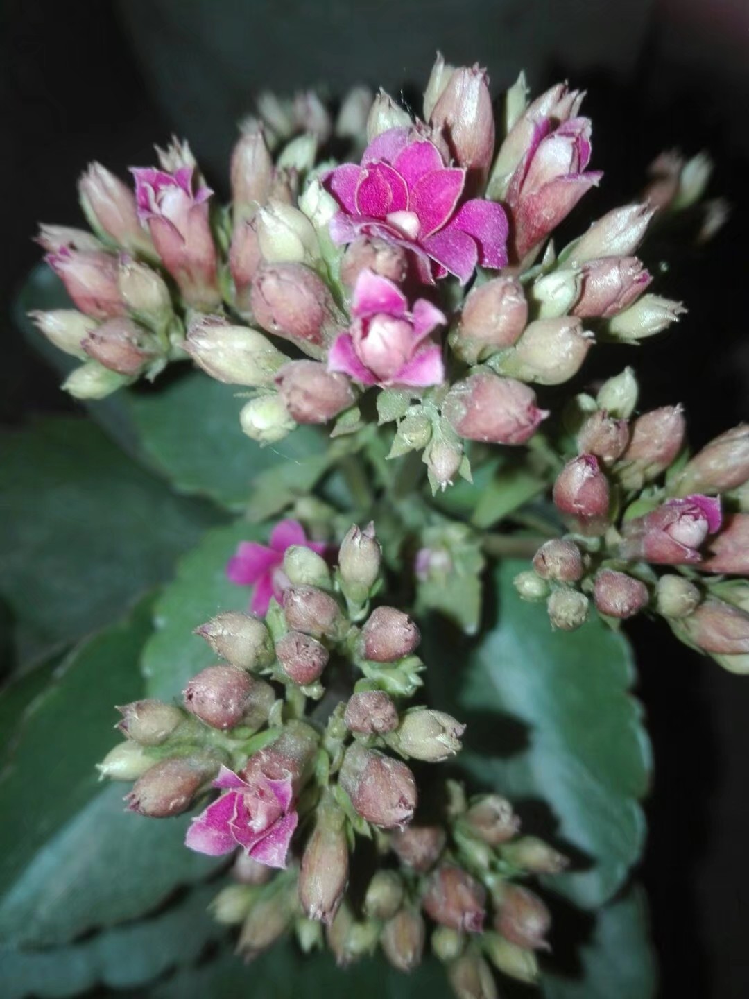 长寿花顶芽被虫吃,长寿花叶片被虫吃空了怎么办