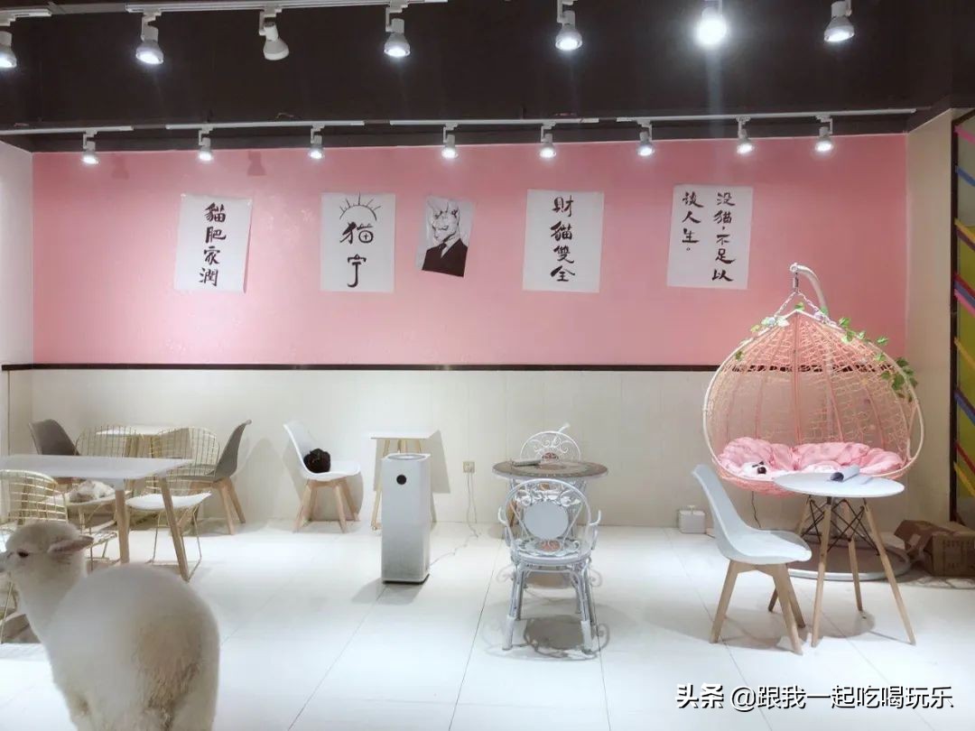 猫咖和羊驼咖,猫咖可以和什么结合在一起