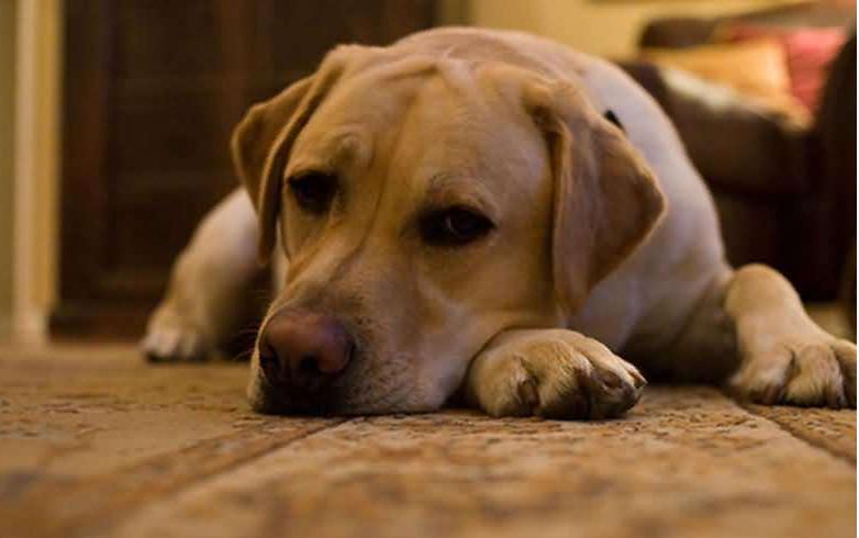 狗狗为什么总喜欢扑上来,狗狗为什么会扑向主人