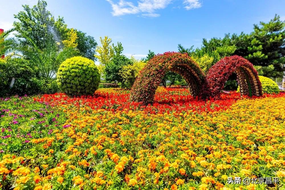 北京庆七一花坛摆放图片,北京长安街迎国庆立体花坛亮相