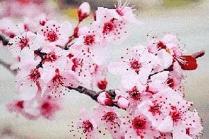 许你三生三世，送你最美十里桃花诗！