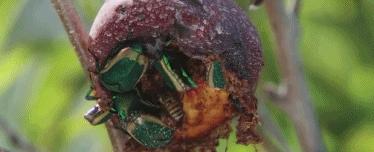 豆瓣9.3分这对夫妻打造1200亩生态农场，“堪称美版「李子柒」”