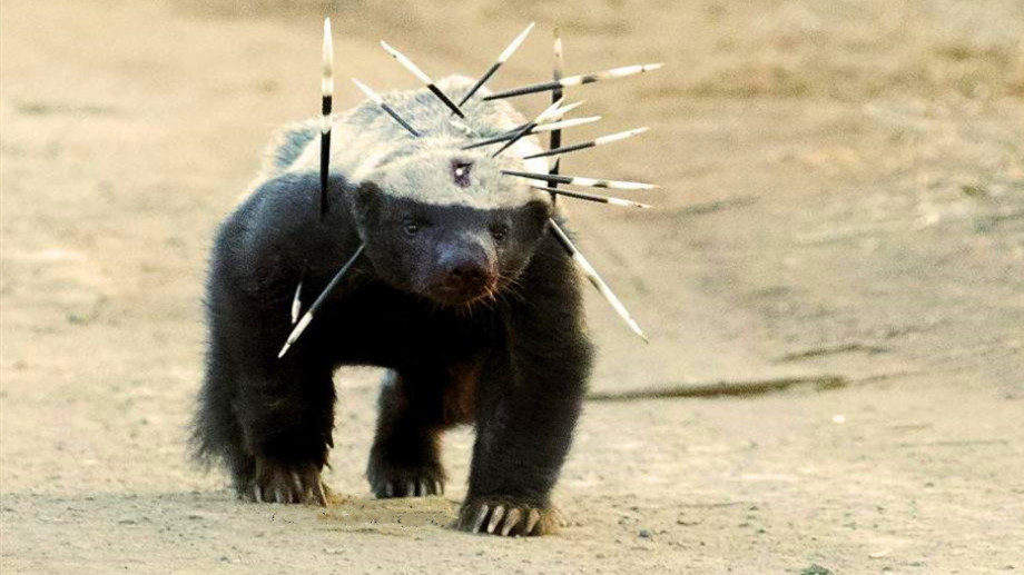 平头哥为什么能把毒蛇当辣条吃,平头哥把毒蛇当辣条啃