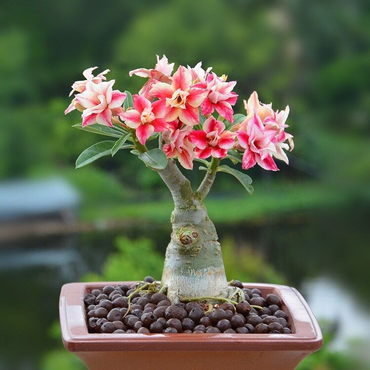 10种最毒花卉,20种大毒花