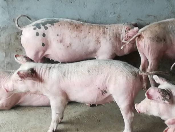 猪体温正常不吃食食用什么药,猪体温正常不吃食该吃青料怎么办