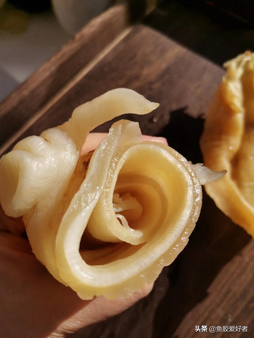 鱼胶网红推荐,今年爆款鱼胶
