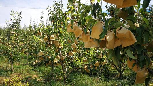 晚秋黄梨种植初次挂果几年,晚秋黄梨幼苗怎样管理