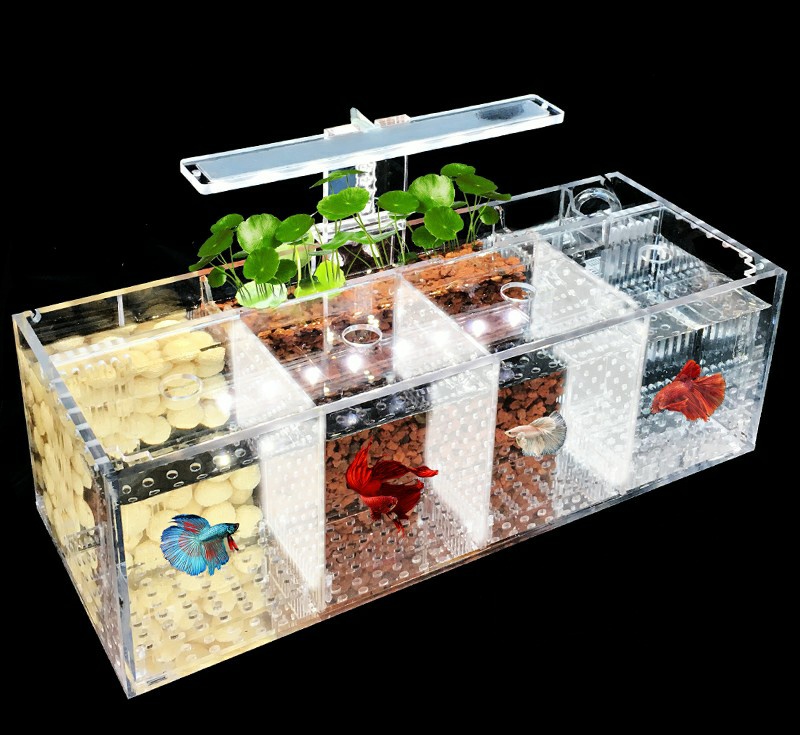 中国斗鱼应该怎么养出状态,中国斗鱼怎么养才漂亮视频