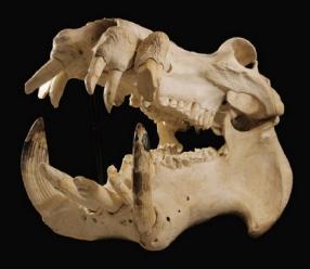 有图有真相有依据,有图有真相眼见为实