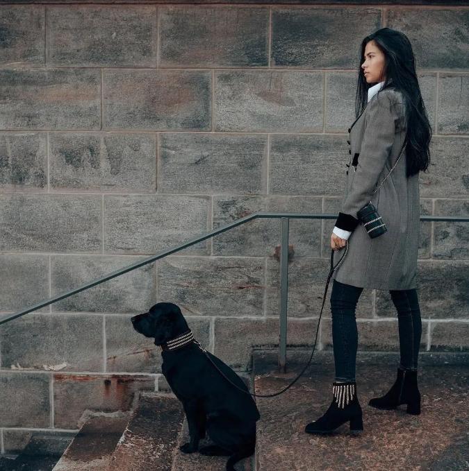 生活在宠物天堂的动物,在天堂的猫狗