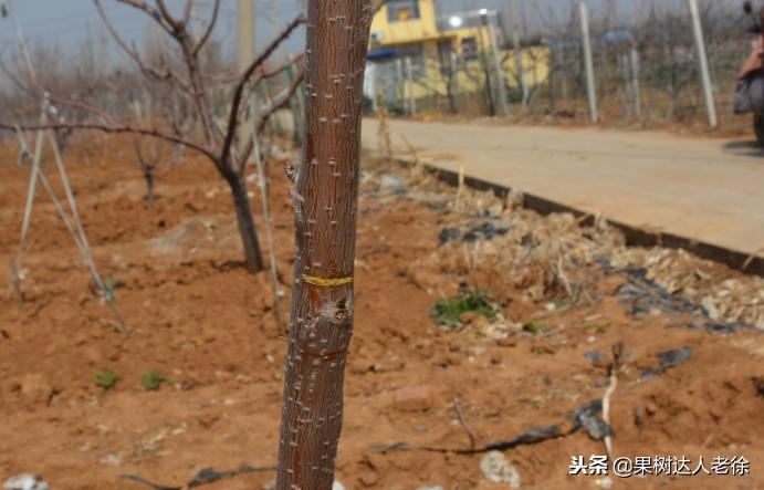 图说果树,自由纺锤形果树整形修剪视频